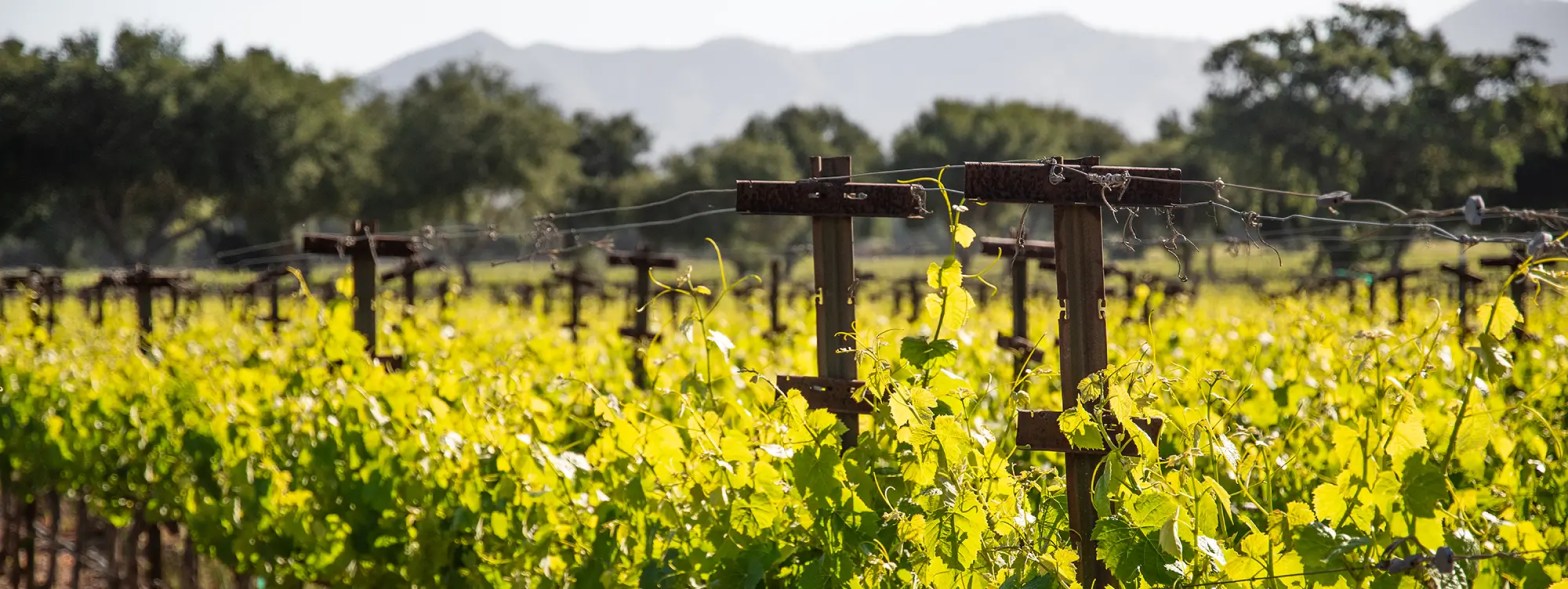 firestone vineyard hero contact us alt
