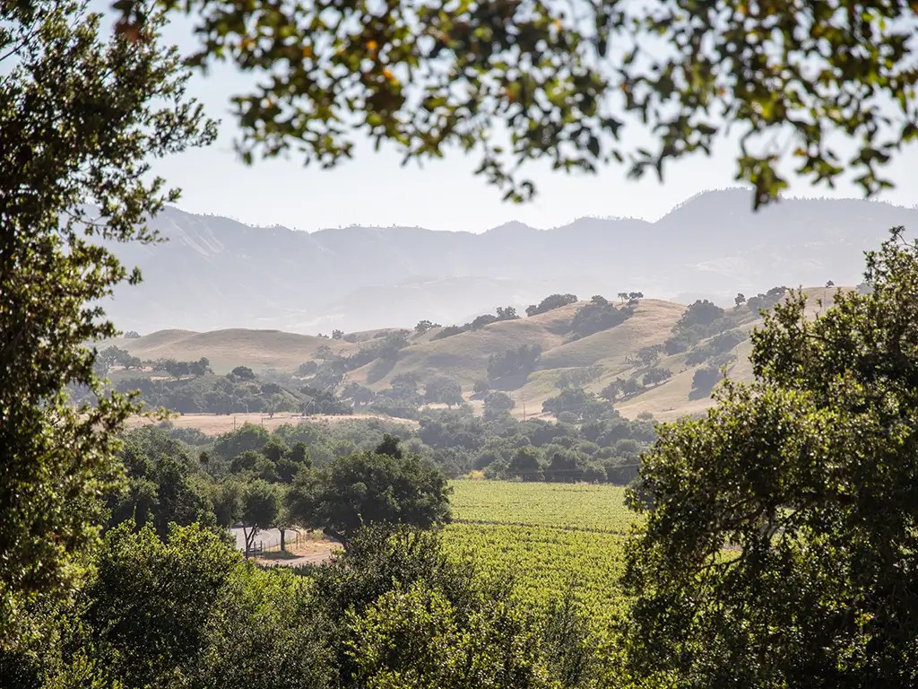 firestone vineyard panel founding story