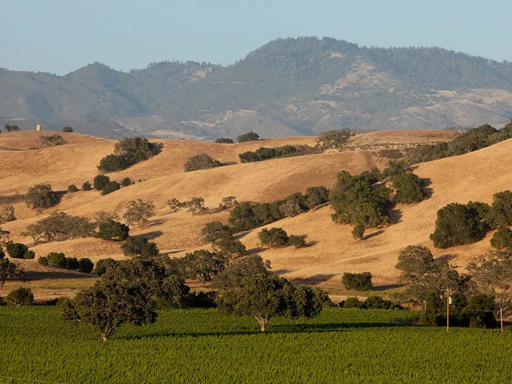 firestone vineyard panel vineyards our vineyards